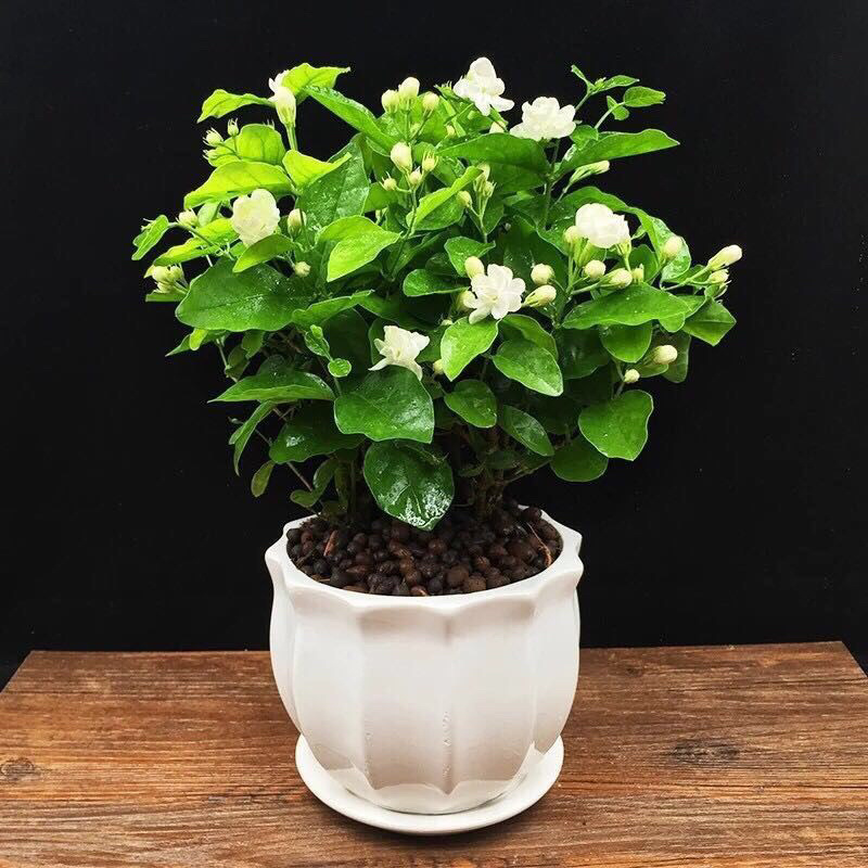 茉莉花盆栽室内客厅阳台花香浓郁夏季开花花香驱虫花卉植物