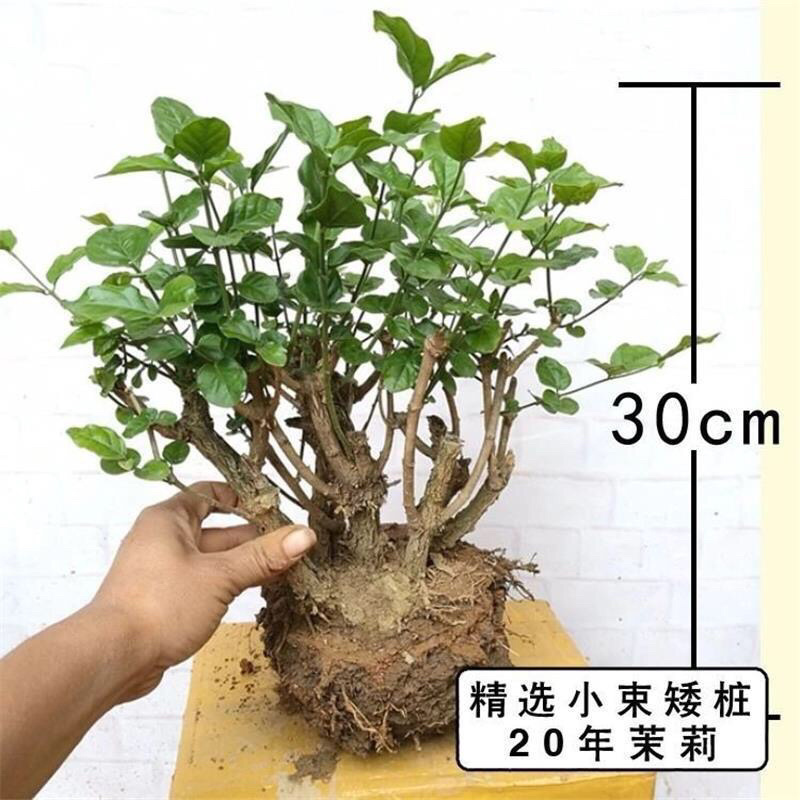 茉莉花盆栽室内客厅阳台花香浓郁夏季开花花香驱虫花卉植物