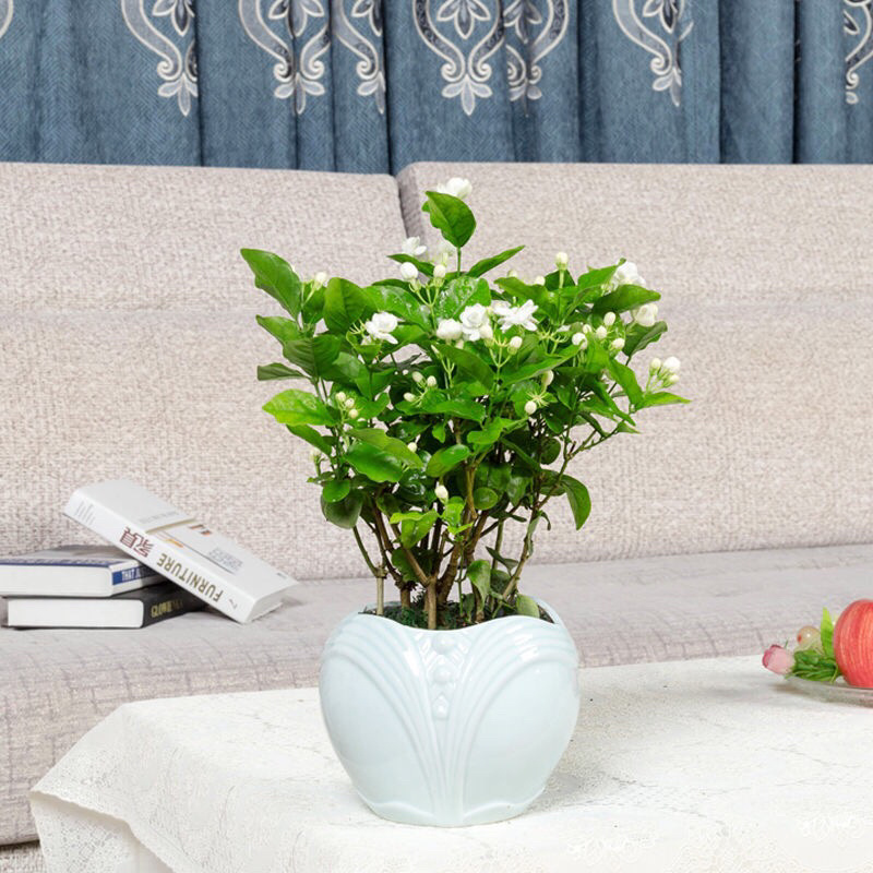 茉莉花盆栽室内客厅阳台花香浓郁夏季开花花香驱虫花卉植物