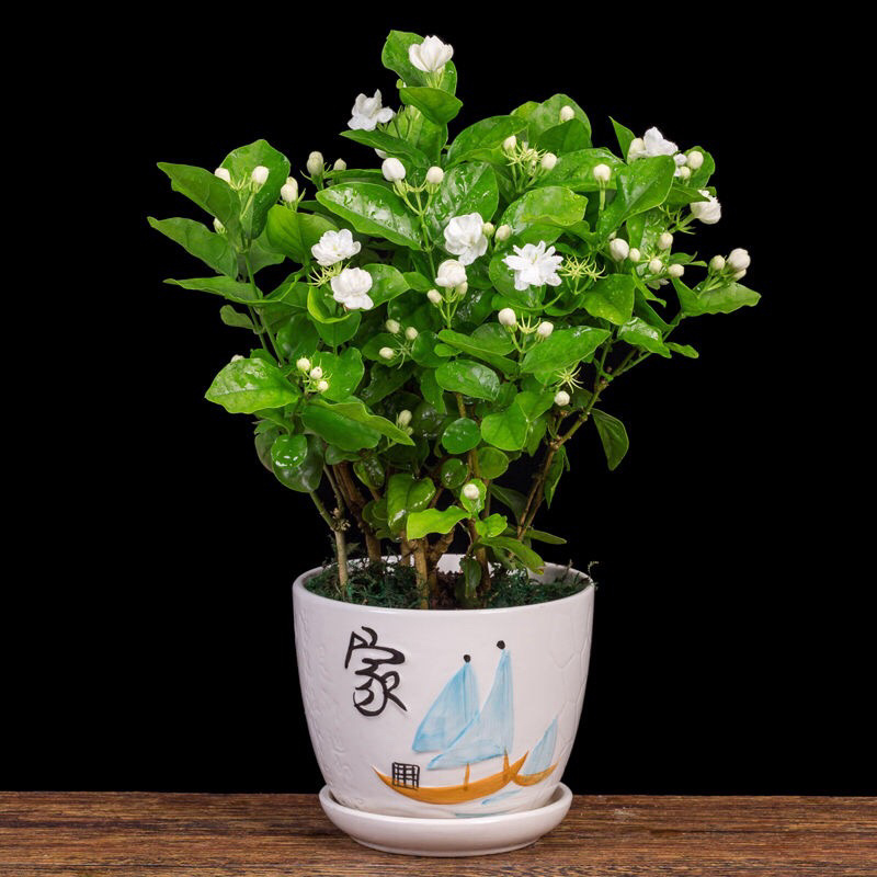 茉莉花盆栽室内客厅阳台花香浓郁夏季开花花香驱虫花卉植物