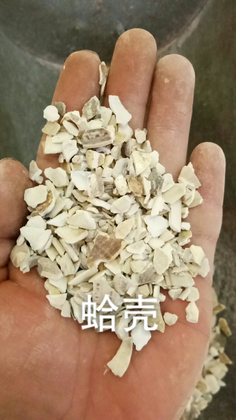 蛤壳蛤壳粒海蛤壳各种矿石类中药材