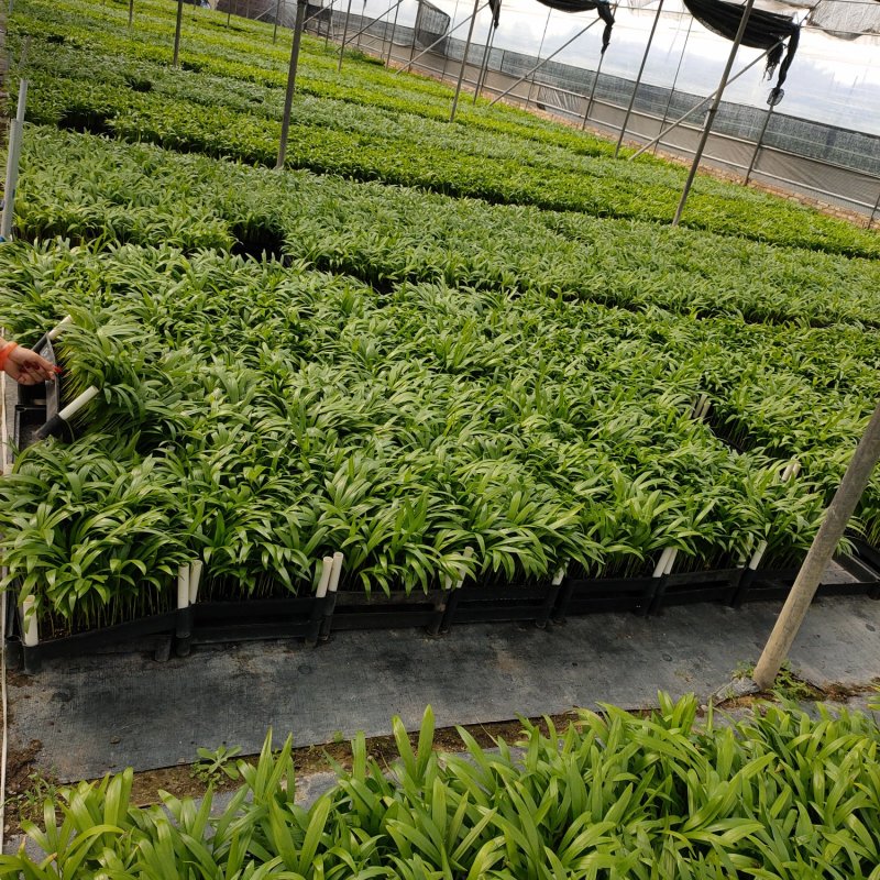 大叶伞种苗澳洲鸭脚木室内观叶绿植盆栽植物净化空气美观