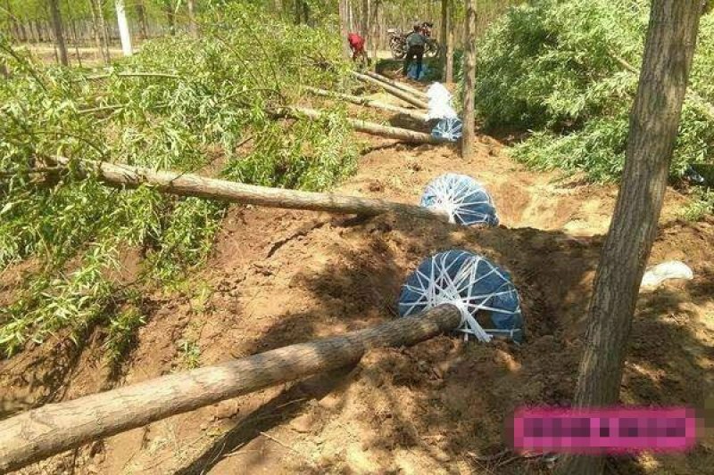 黄金柳金丝垂柳树苗垂杨柳苗青皮柳苗南北方种植庭院遮阴