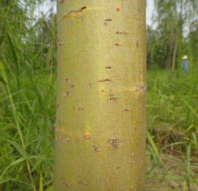 黄金柳金丝垂柳树苗垂杨柳苗青皮柳苗南北方种植庭院遮阴