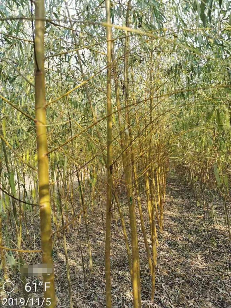 黄金柳金丝垂柳树苗垂杨柳苗青皮柳苗南北方种植庭院遮阴