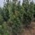 陕西白皮松蓝田白皮松1米白皮松2.5米白皮松2米白皮松