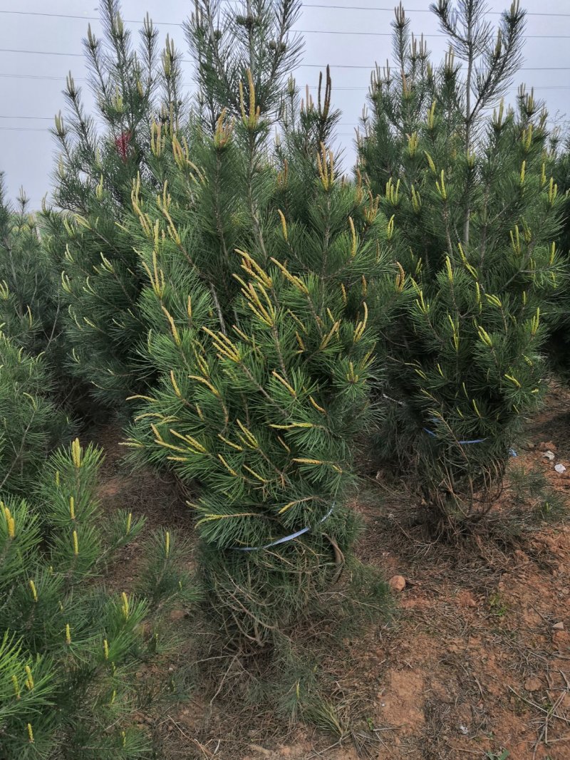 陕西白皮松蓝田白皮松1米白皮松2.5米白皮松2米白皮松