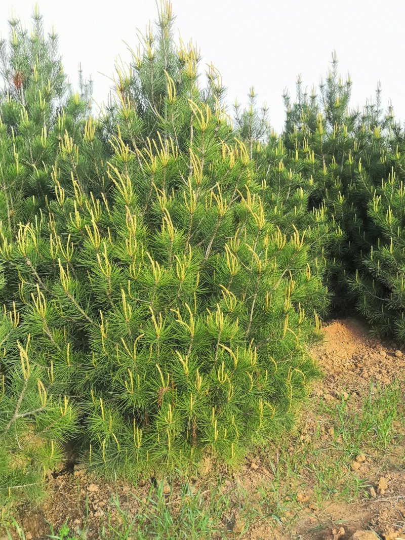 陕西白皮松蓝田白皮松1米白皮松2.5米白皮松2米白皮松
