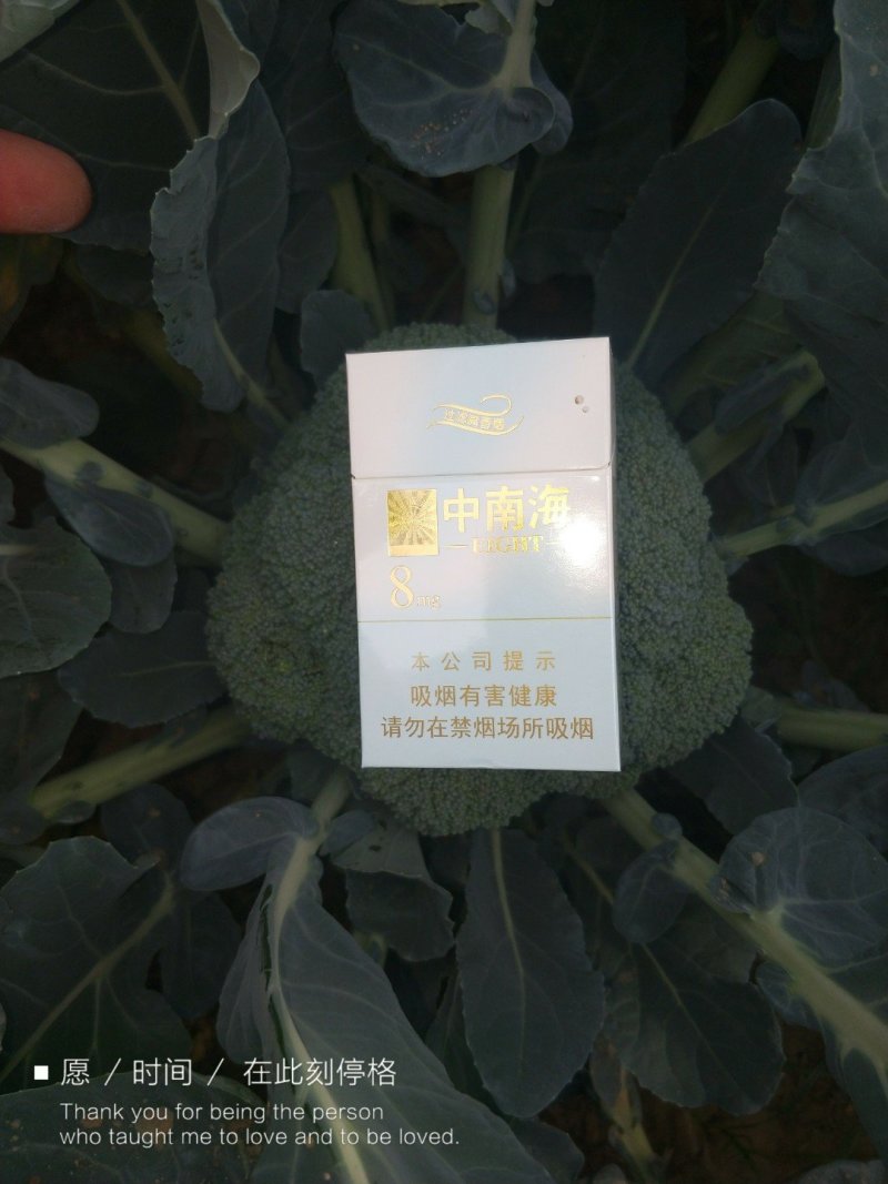 西蓝花（耐寒威秀）千亩基地直供高质量高标准