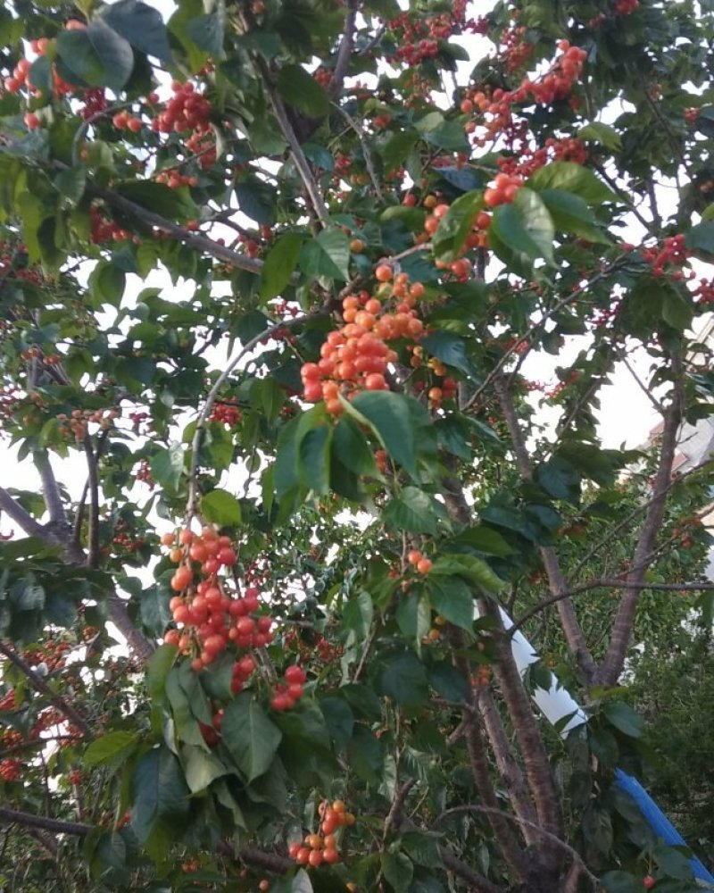 櫻桃大量现货供应