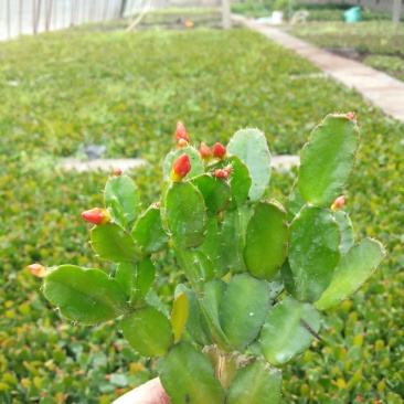 蟹爪兰，黄色花苞，现挖现发真正一手货源
