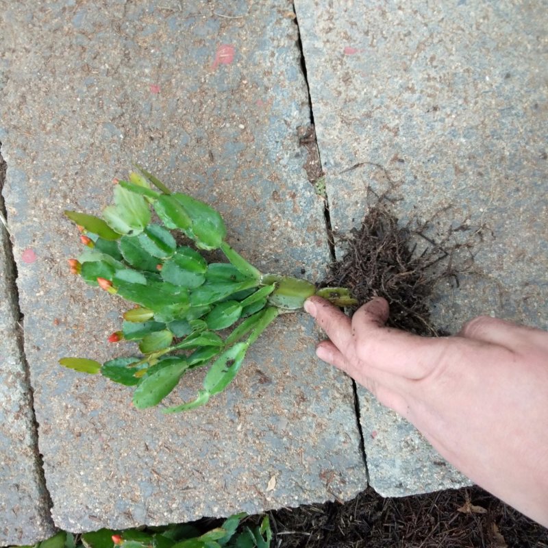 蟹爪兰，黄色花苞，现挖现发真正一手货源