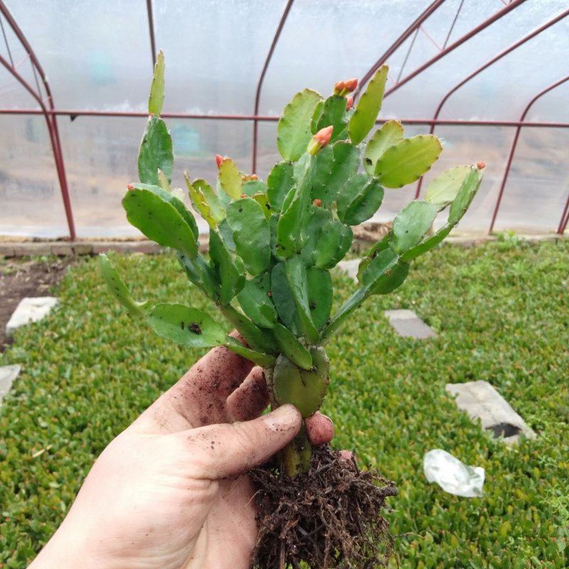 蟹爪兰，黄色花苞，现挖现发真正一手货源