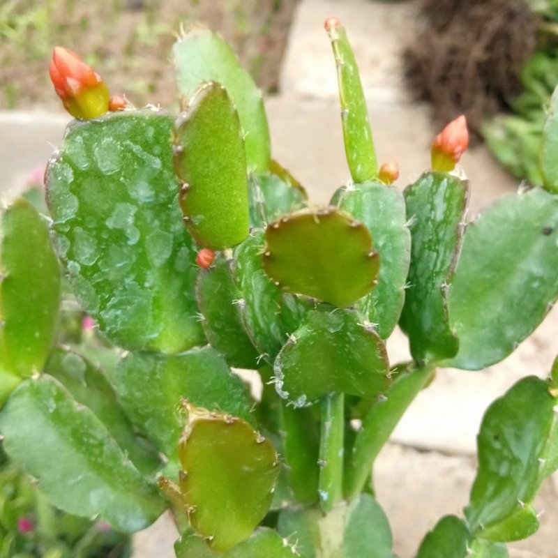 蟹爪兰，黄色花苞，现挖现发真正一手货源