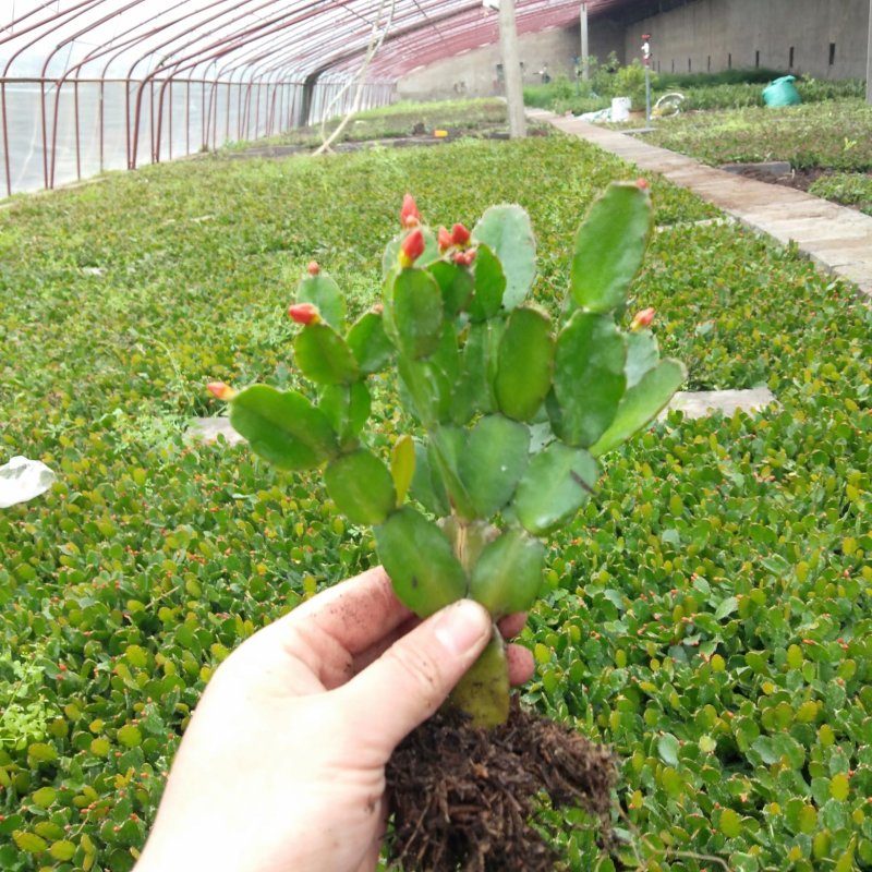 蟹爪兰，黄色花苞，现挖现发真正一手货源