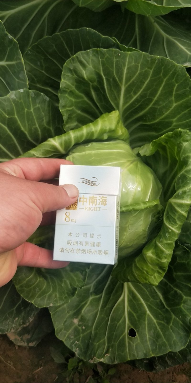 中甘21【河南开封通许万亩基地直供高质量高标准】