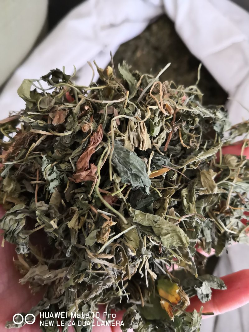 药用紫花地丁河北干货散装人工种植产地直销量大从