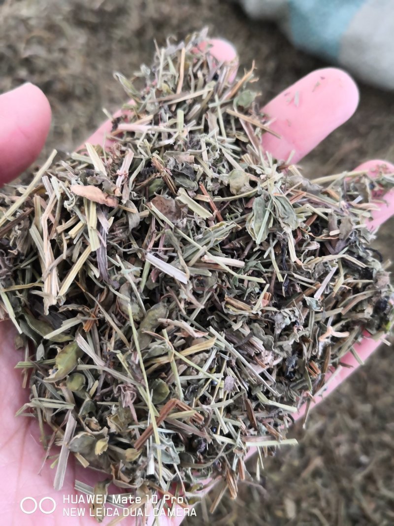 苦地丁干货散装产地直销量大从优欢迎选购
