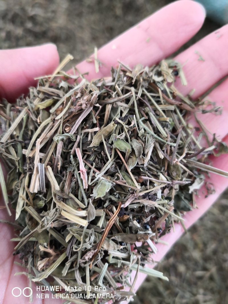 苦地丁干货散装产地直销量大从优欢迎选购