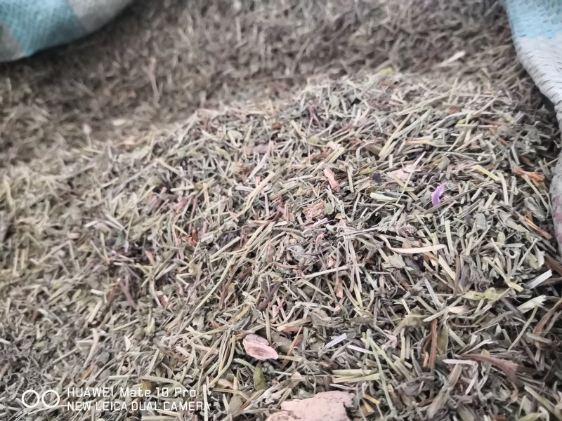 苦地丁干货散装产地直销量大从优欢迎选购