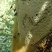 纯野蜂蜜，【深山野蜂蜜】山里采摘，可拍视频，需预定