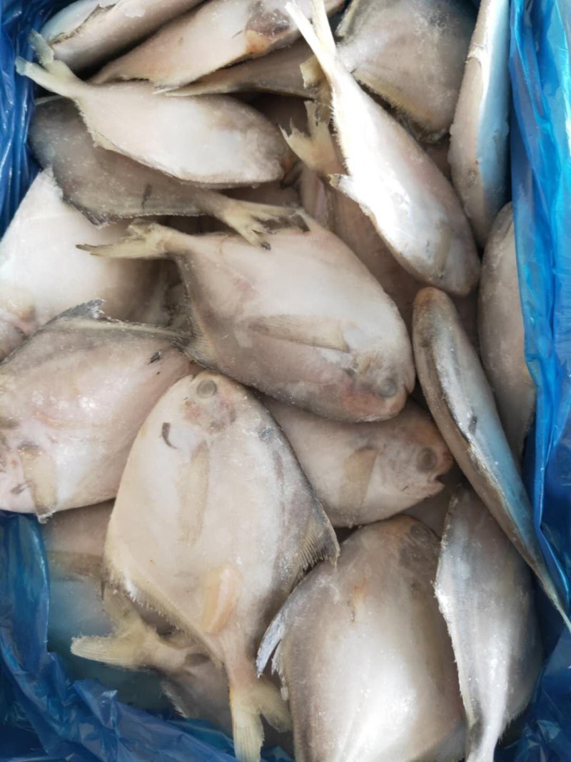 规格齐全，鲳鱼，小黄花，带鱼