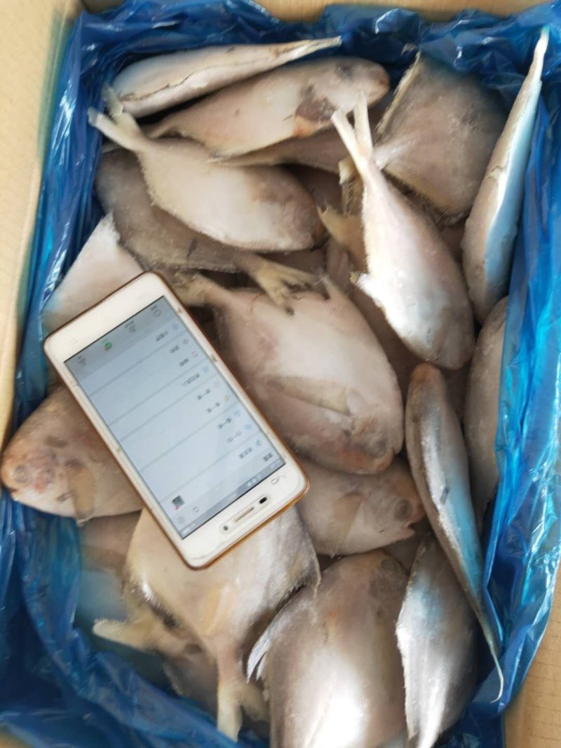 规格齐全，鲳鱼，小黄花，带鱼
