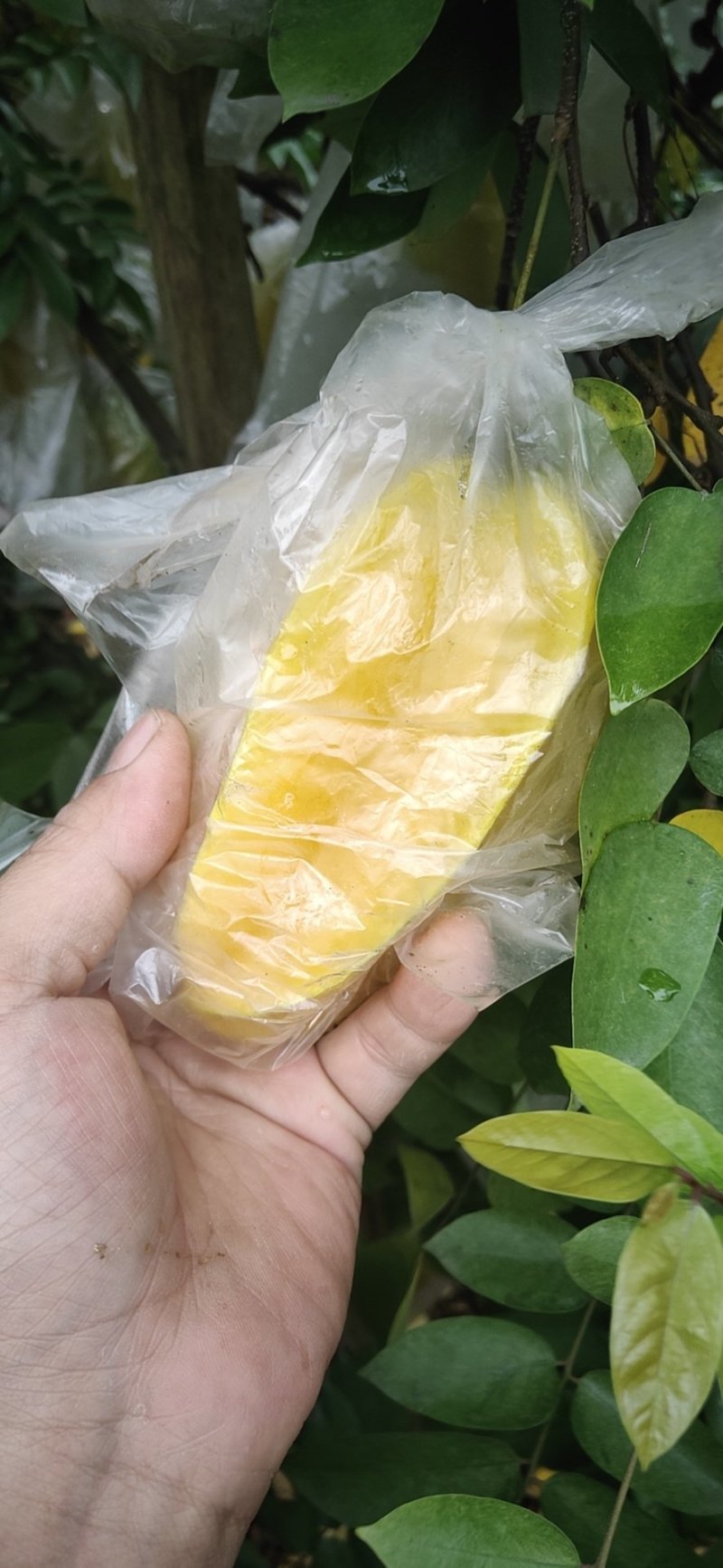 福建漳州杨桃新鲜水果应季现摘孕妇水果