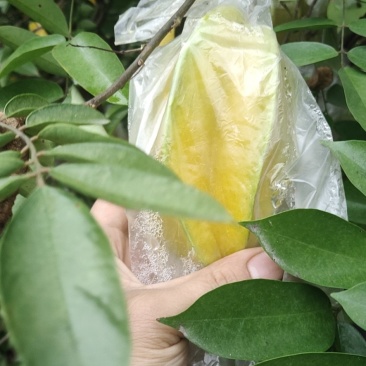 福建漳州杨桃新鲜水果应季现摘孕妇水果