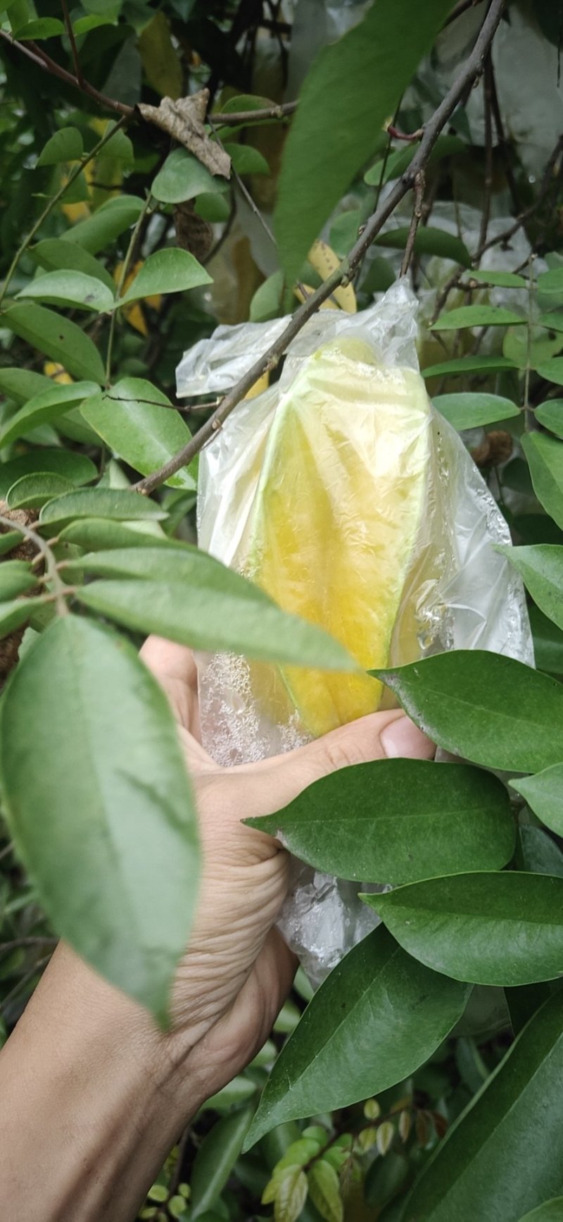 福建漳州杨桃新鲜水果应季现摘孕妇水果