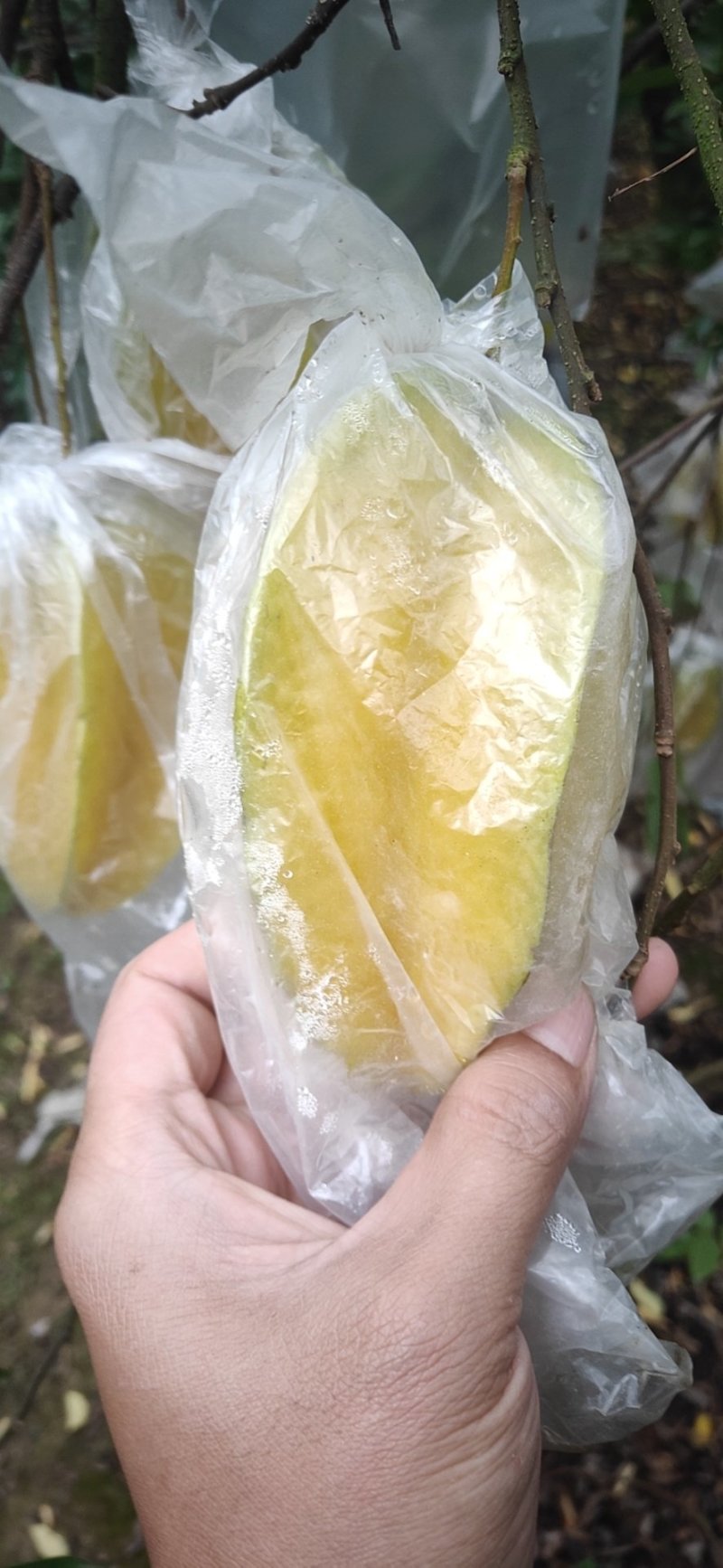 福建漳州杨桃新鲜水果应季现摘孕妇水果