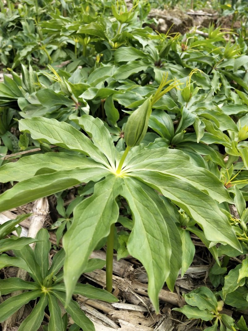 湖北保康重楼，七叶一枝花，野生正宗粉质干货