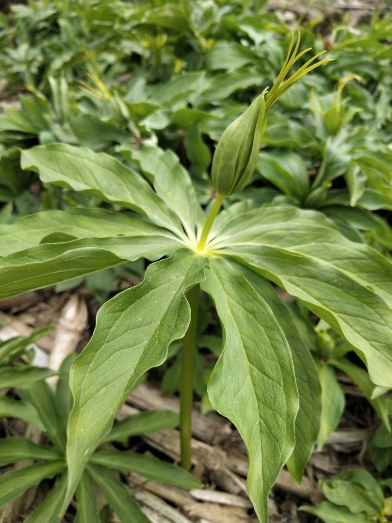 湖北保康重楼，七叶一枝花，野生正宗粉质干货