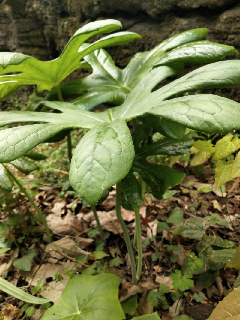 湖北水洗江边一碗水，八角莲，窝儿七，无杂质干度好，纯野生