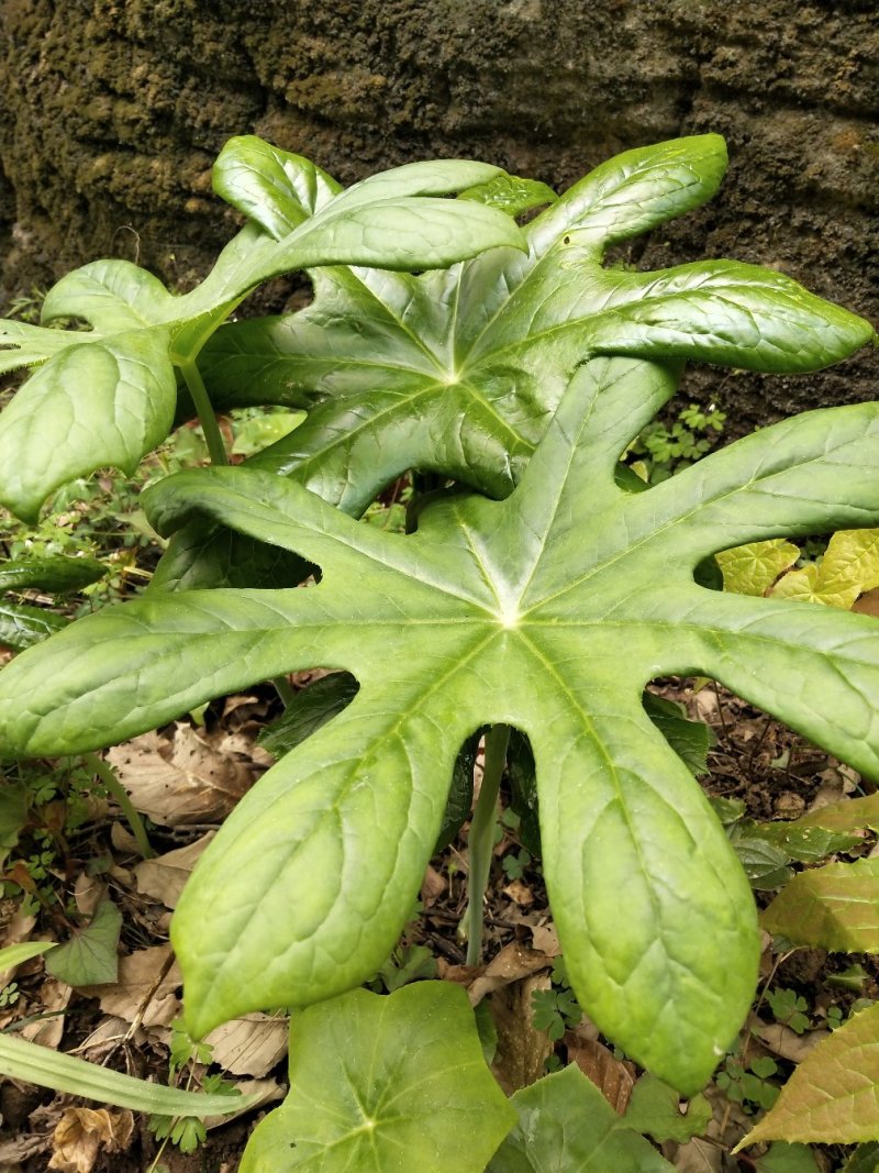 湖北水洗江边一碗水，八角莲，窝儿七，无杂质干度好，纯野生