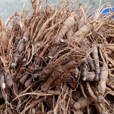 云南野生仙茅仙茅/中药材