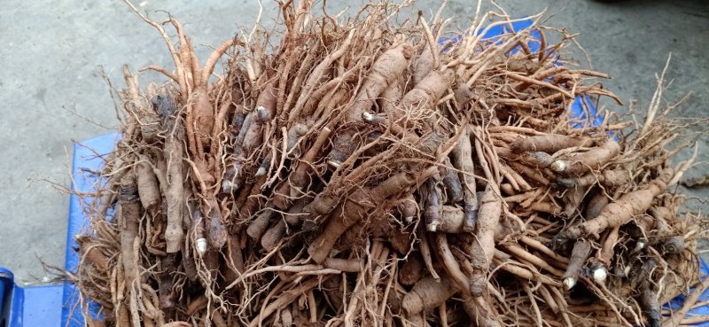 云南野生仙茅仙茅/中药材