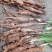云南野生仙茅仙茅/中药材