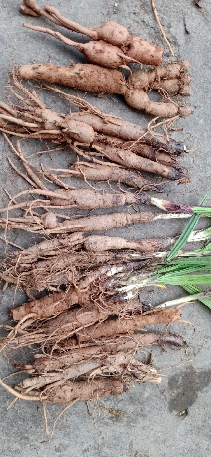 云南野生仙茅仙茅/中药材
