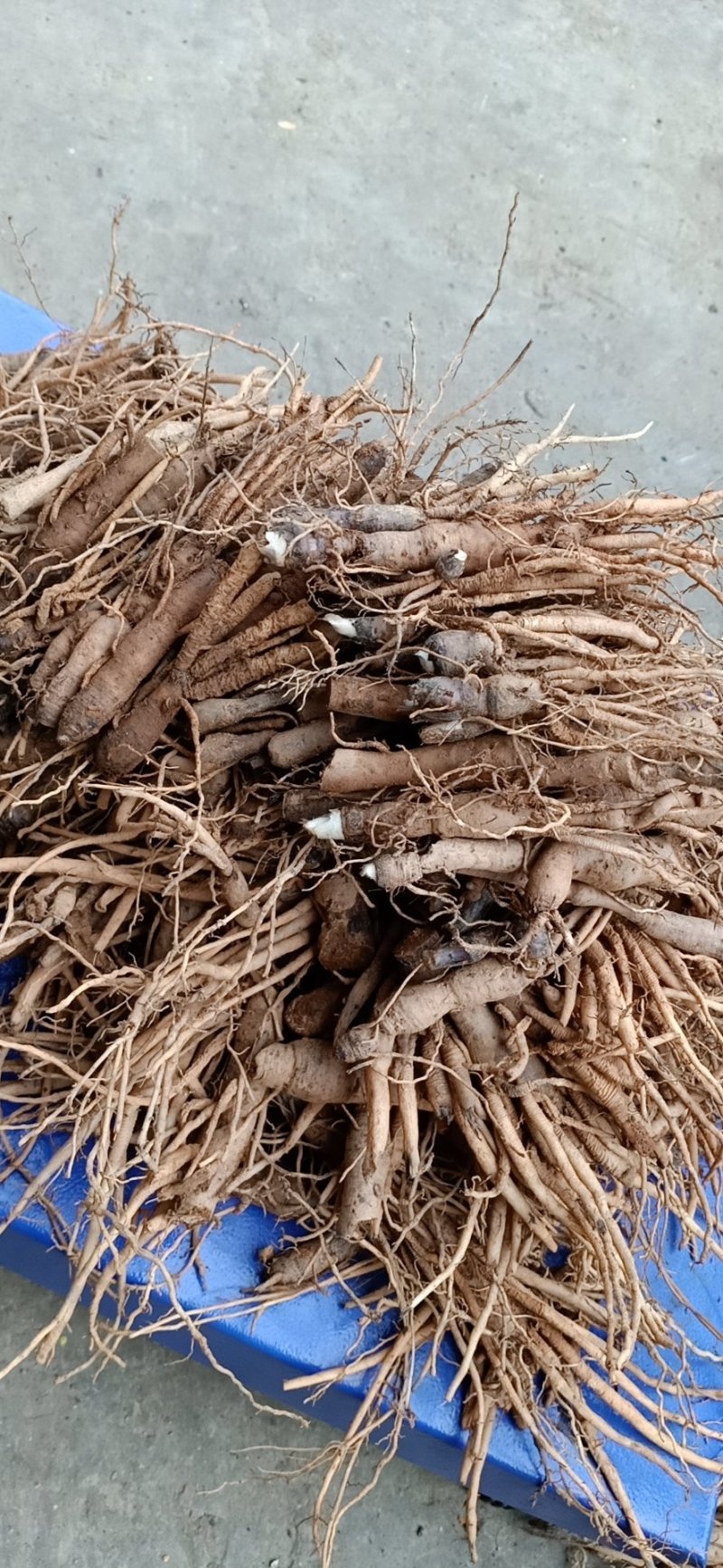 云南野生仙茅仙茅/中药材