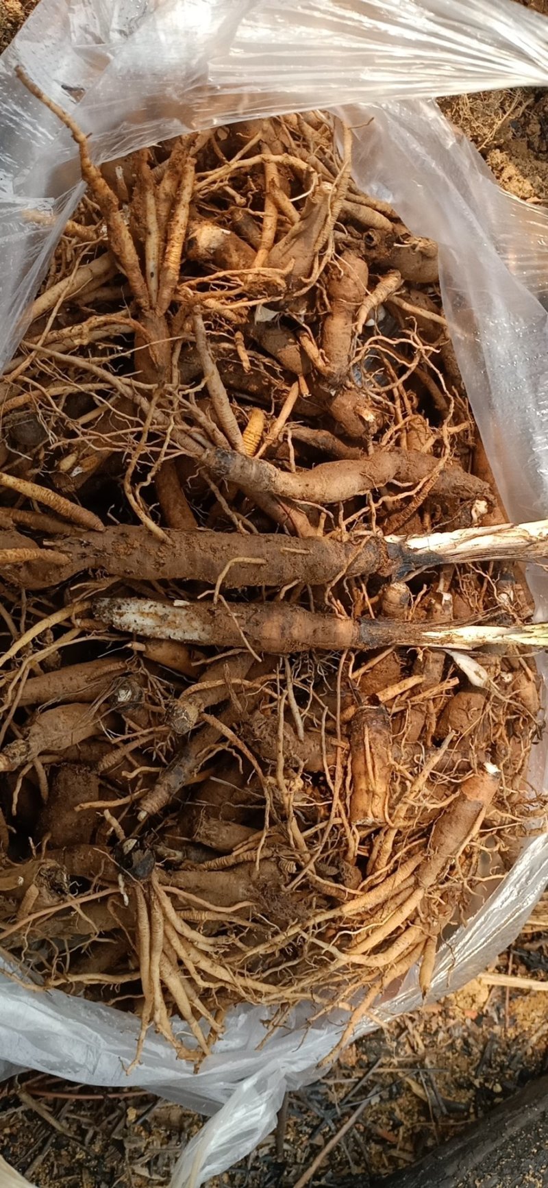 云南野生仙茅仙茅/中药材