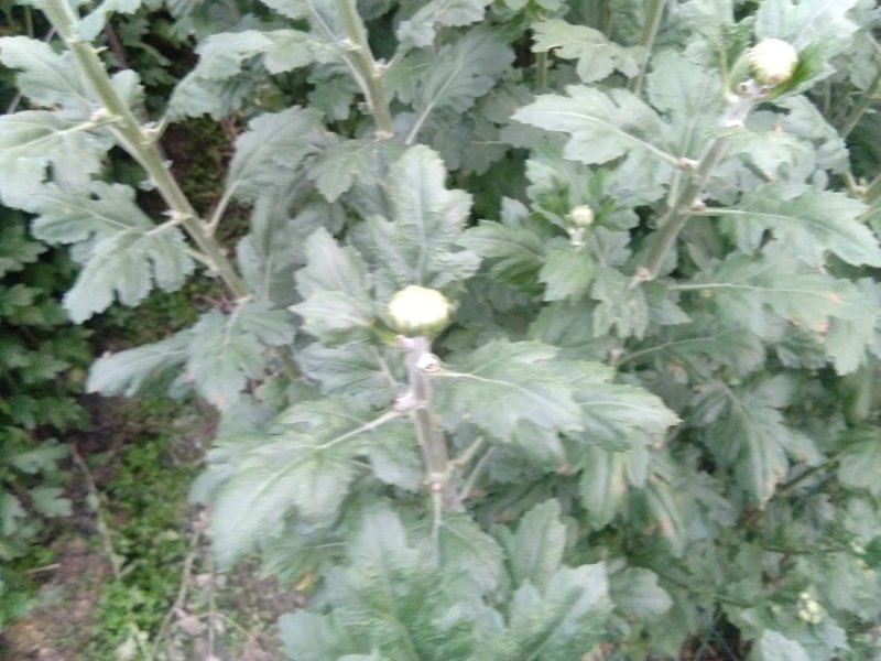 最后一批清心黄