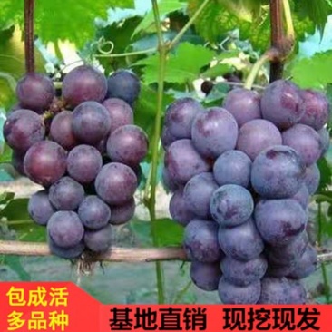 巨峰葡萄树苗盆栽地栽红提萄葡苗爬藤果树苗南方北方种植葡萄