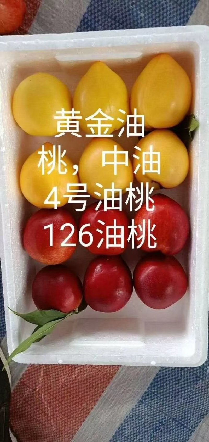 大棚油桃产地