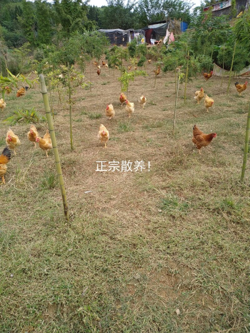 正宗散养鸡。
