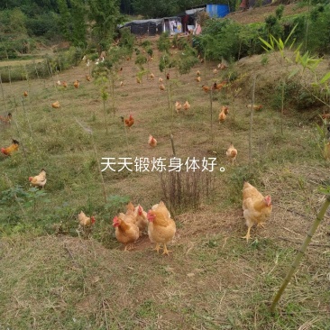 正宗散养鸡。