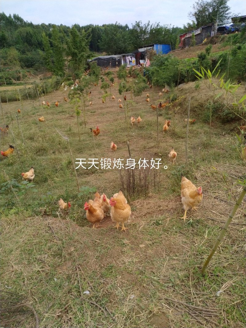 正宗散养鸡。