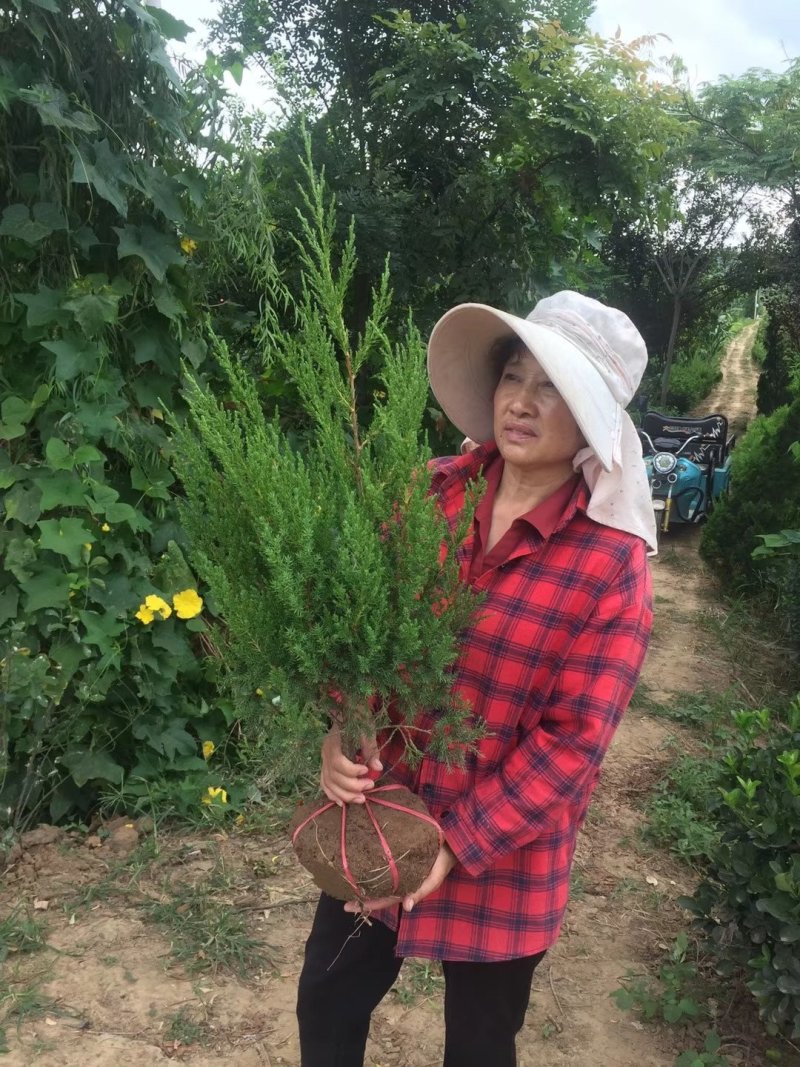 塔柏(蜀侩)塔柏苗四季常青规格齐全基地直销