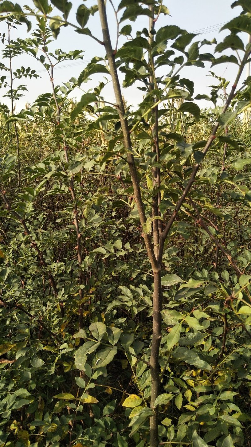 花椒苗嫁接无刺花椒苗，大红袍花椒苗，狮子头，保证品种