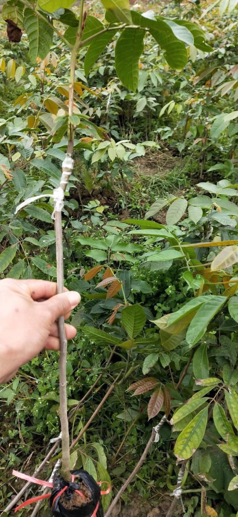 热卖特价包邮黑橄榄树苗橄榄苗2年靓苗